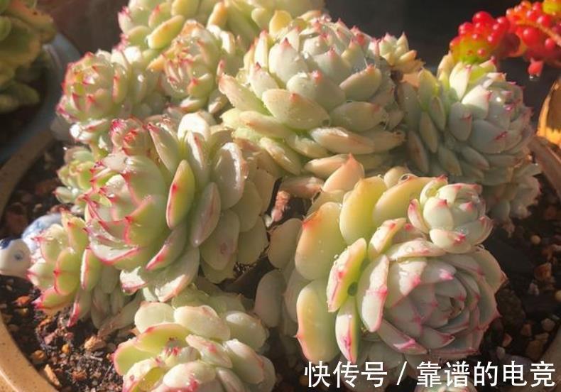 徒长|3款网红多肉,带回家后根本养不好,越来越丑,别被图片忽悠了