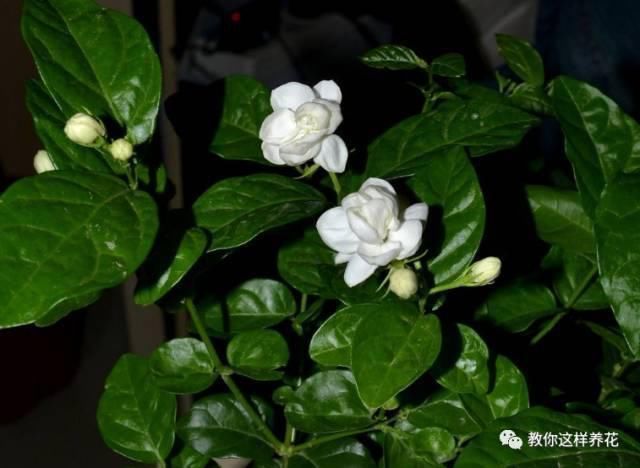 花香味|阳台就养这些花,花香味浓,久聚不散,香味飘满屋!