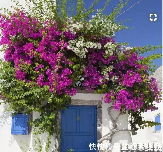 花量|9种漂亮花,热不死晒不怕,开花大半年,没有病虫害,38度成花海