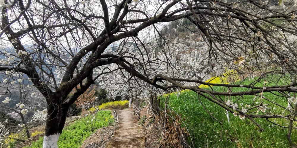 春节赏花好去处，广元5000亩樱桃花迎春绽放，美成仙境！
