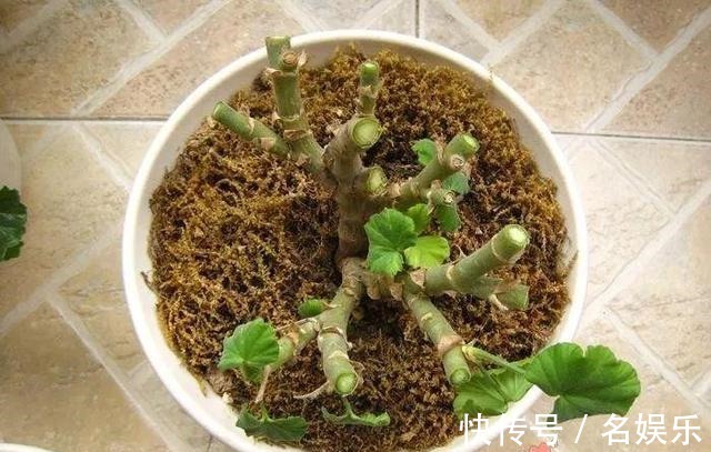 8种花现在赶紧剪,剃光头撸光叶,越狠越爆盆