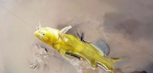 对付|一种钓法“对付”黄颡鱼,百试百灵,越钓越不想收竿