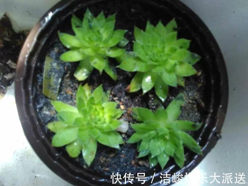 蚜虫|自制养花杀菌水，7天浇一勺，花不生虫不烂根