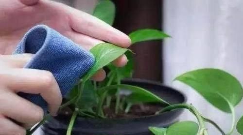 米醋|这4种花最喜欢“吃醋”,施肥前喝点醋,枝叶茂盛花芽更旺