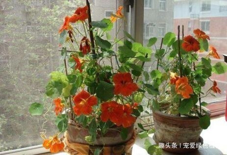 小花|吴大妈只养“3种花”,一年300多天有花看,开成花海,特美!