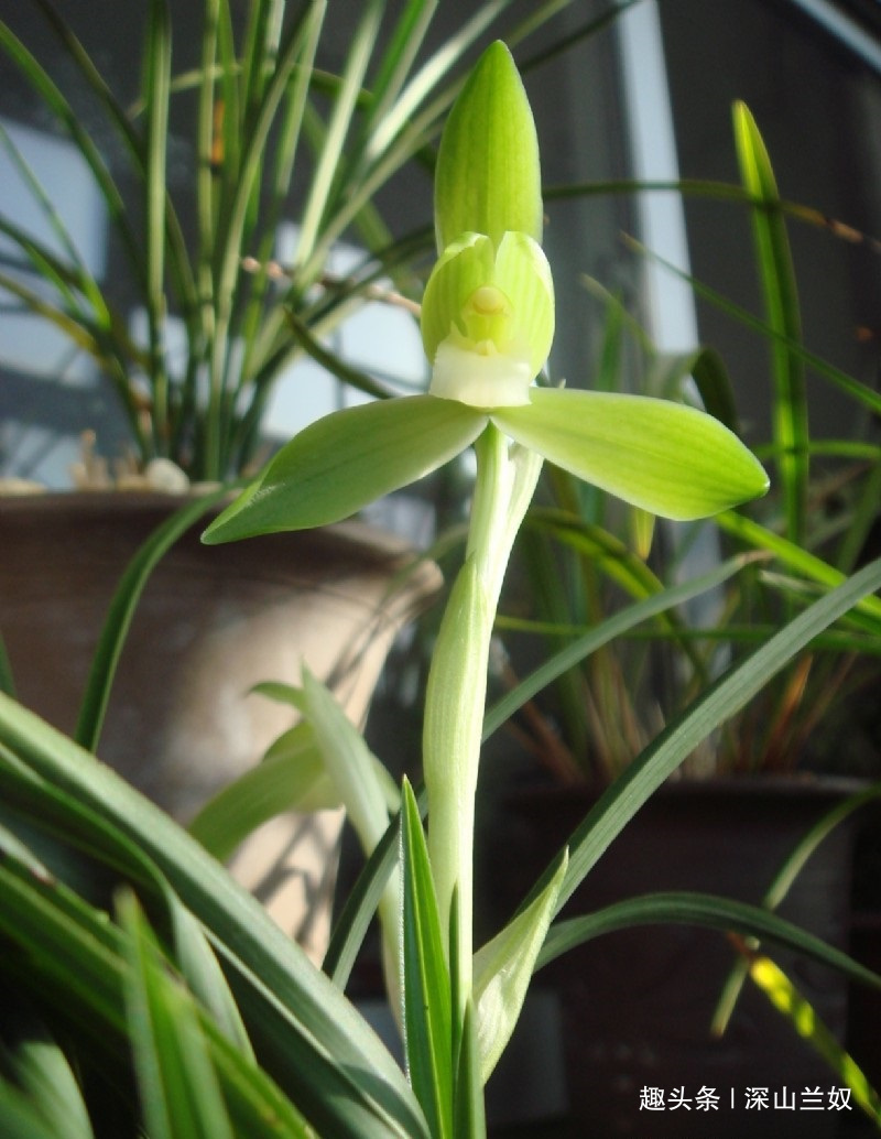 松树皮是养兰花的好东西,不会处理反而会害到兰苗