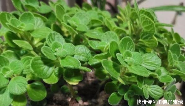 植物|花草在家养,哪种植物好看又好养这5盆,一些还可以吃呢