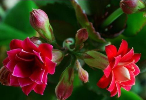 客厅养这些“幸运花”,寓意好易打理,开花繁盛惹人爱,赞