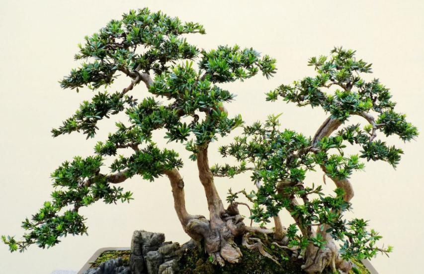 盆景|想要把小苗罗汉松,快速打造成“老桩盆景”,要做好这“几点”