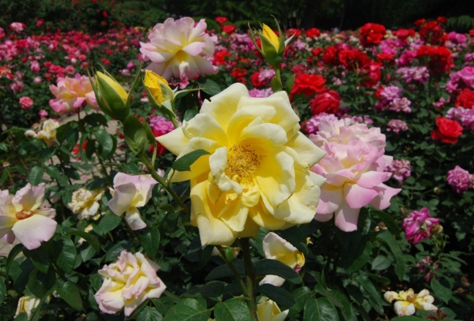 养护月季,掌握一个小技巧,花色艳丽,开花开爆盆