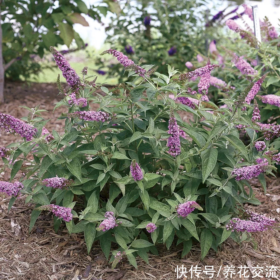 13种耐寒的盆栽花卉，零下20多度可存活，大部分南方也能种