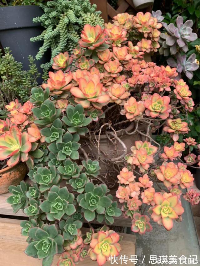 酥皮鸭|十几年的多肉“妖精”,自然老桩头,造型太美