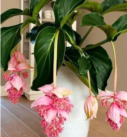 阳台上|这些花卉美过玫瑰,一年四季花开不停,花大色艳很漂亮,谁养谁爱