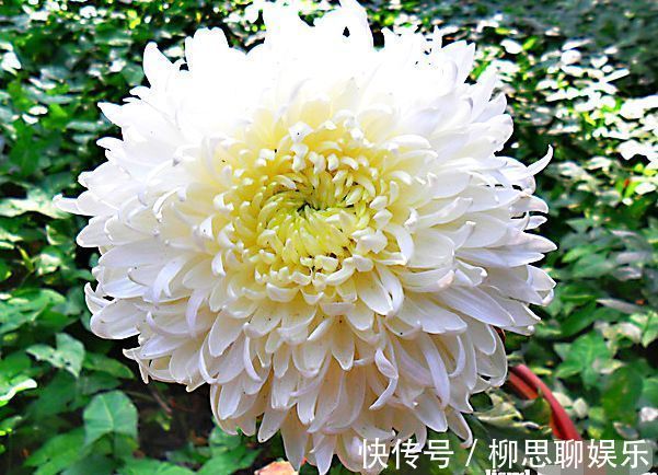 喜欢菊花,就养盆“珍品菊花”玉弥陀,花开似白玉绣球,一尘不染