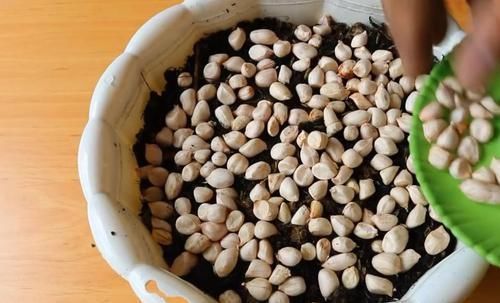 一大|买来的花生米直接撒花盆里养,没过一周就长满一大盆,要不要吃掉