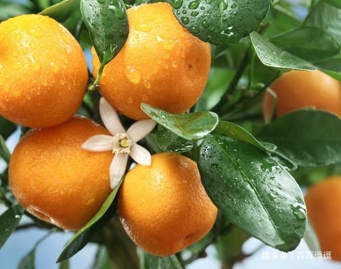 肝癌|肝不好,怎么吃最养肝多吃4种食物,帮你排毒养护肝脏!