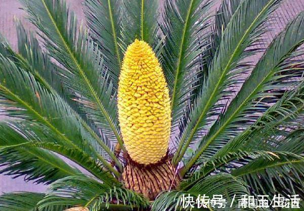 4种花有灵性，平时难开花，一有好事就开花，养过的人都说好