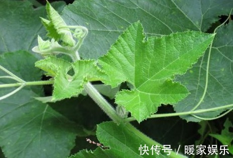 瓜藤|乡下常见的瓜藤,是治疗高血压的良药,常吃血压蹭蹭往下降!