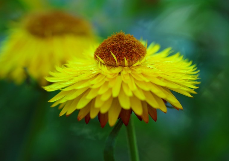 这些菊花是天然的”香水“,开花特别香,花色特别超好养