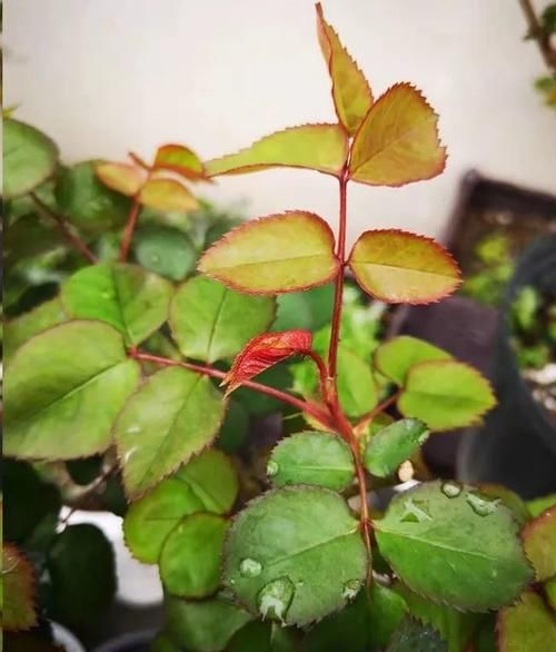 月季花新叶出现这种现象时，要及早矫正！