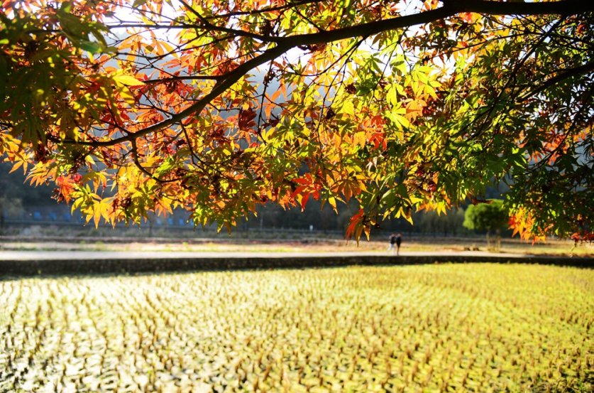地方|金黄银杏，火红枫叶，快来这个地方赏秋色