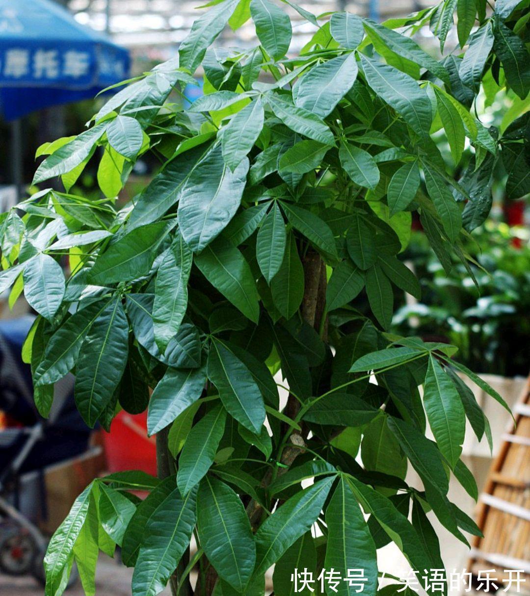 这些绿植，美丽还招财，你养了吗