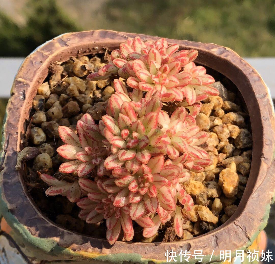 3种“不起眼”的多肉,原本无人问津,后期成网红抢手货,抢着要