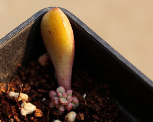 多肉蓝宝石怎么叶插教你3个小步骤,叶插出最绚烂多彩的蓝宝石