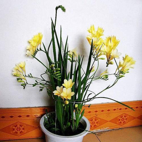 这几种花便宜好养开花多,每次开花满屋飘香,比吊兰绿萝强多了