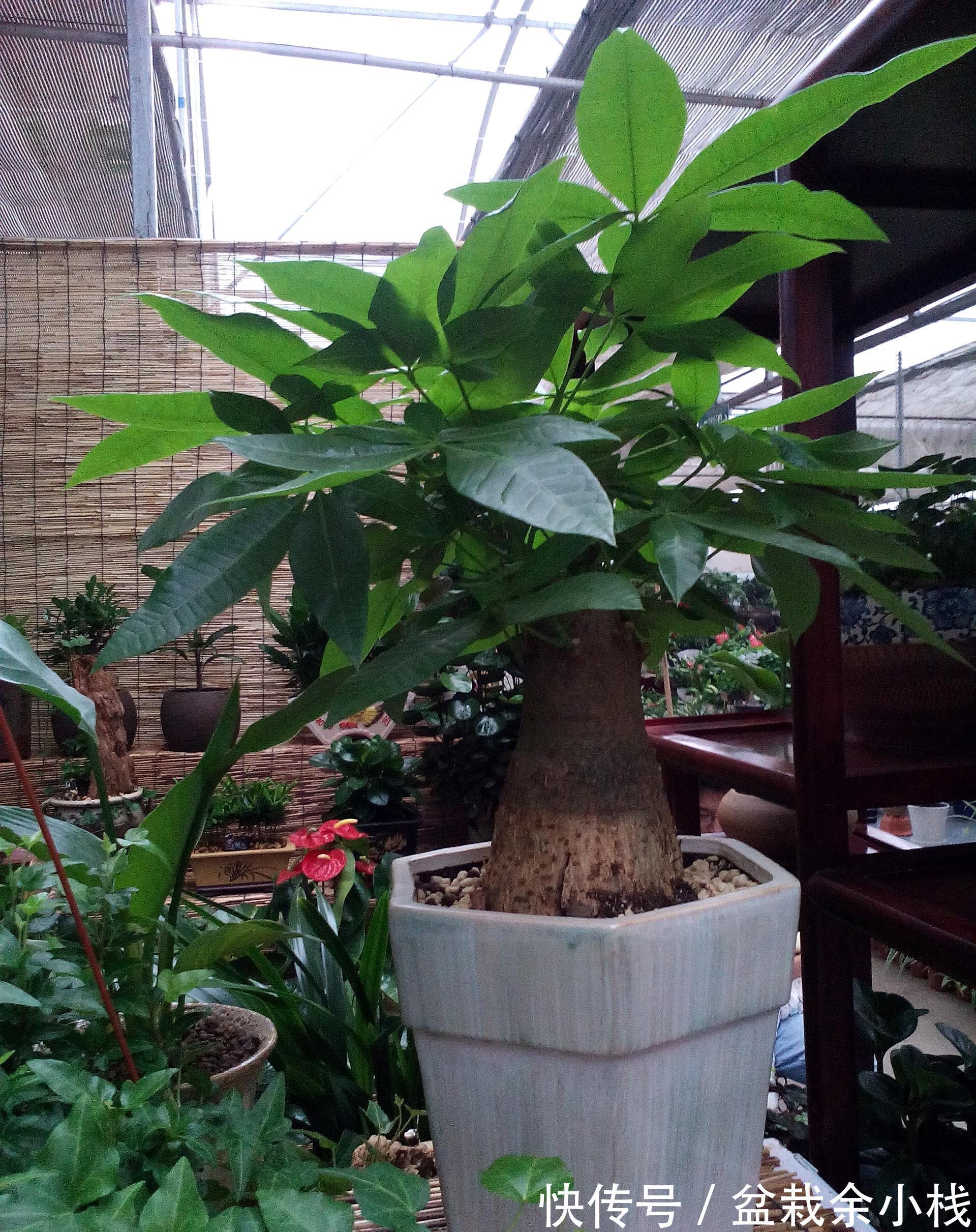 吉利|今年流行的7种“观赏花”,家里养一盆,大气又吉利