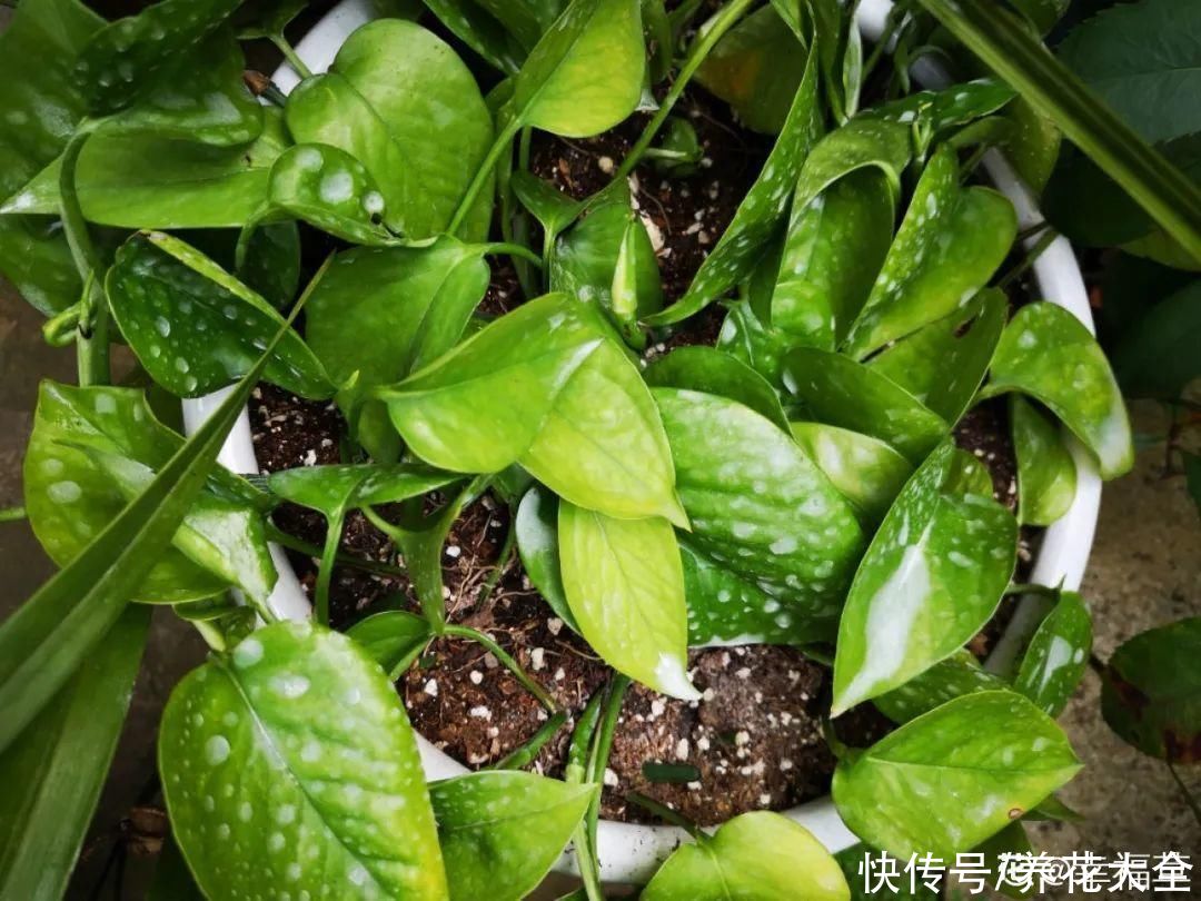 蝴蝶兰|7种花，立秋后换盆，秋冬才能越养越好
