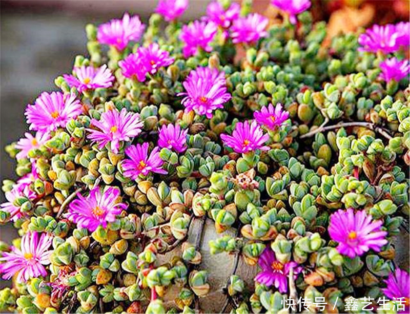 钱串子|适合夏天养的几种多肉,叶片肉嘟嘟能长成“瀑布”