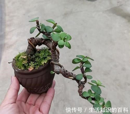 金枝玉叶多修剪,剪出喜爱的造型看着美,养好了长达半米!