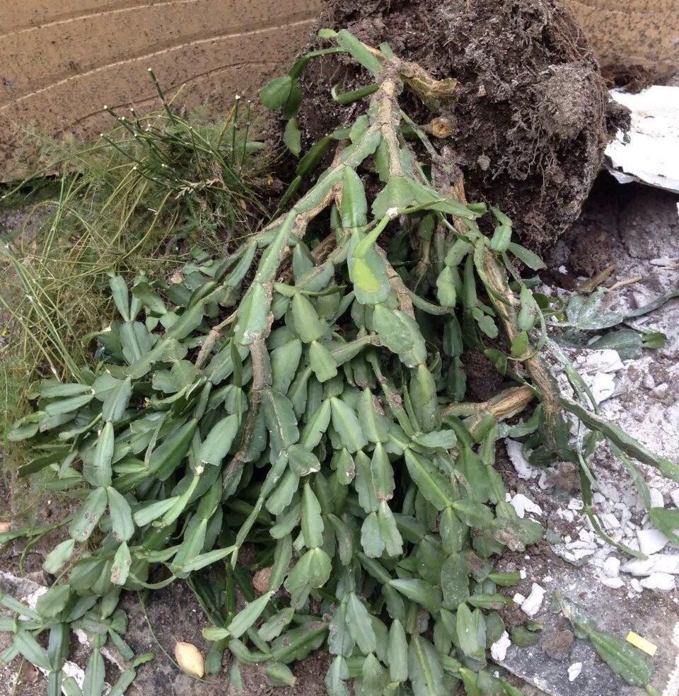 蟹爪兰“软趴趴”,叶子薄不开花?改3个“小毛病”,开成花大树