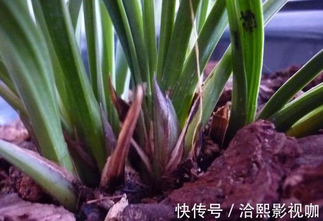 花莛|要把带花苞的兰花种活，要去“剪一刀”，不然就“悬”咯！