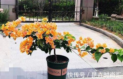 天热阳台该种植什么花?15种''抗晒''植物,盆栽赏花不犯愁