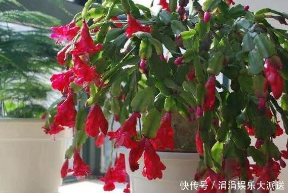 夏季养殖蟹爪兰、沙漠玫瑰、仙客来、君子兰,少浇水反而长得好