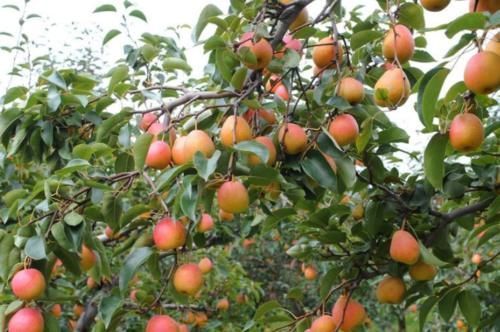 维生素b|中老年女性适合多吃三种蔬菜,营养价值高、抗衰老,早知道早好