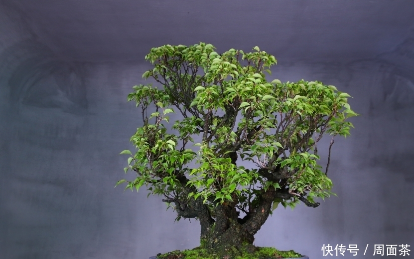 罗汉松|中国盆景欣赏,园艺大师经过几十年的精心打理,感受盆景独特的美