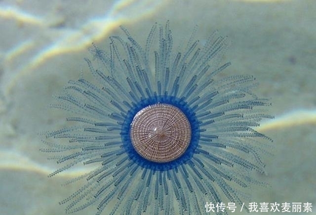 在海滩上遇到一堆“硬币”，碰到水后还会快速蠕动