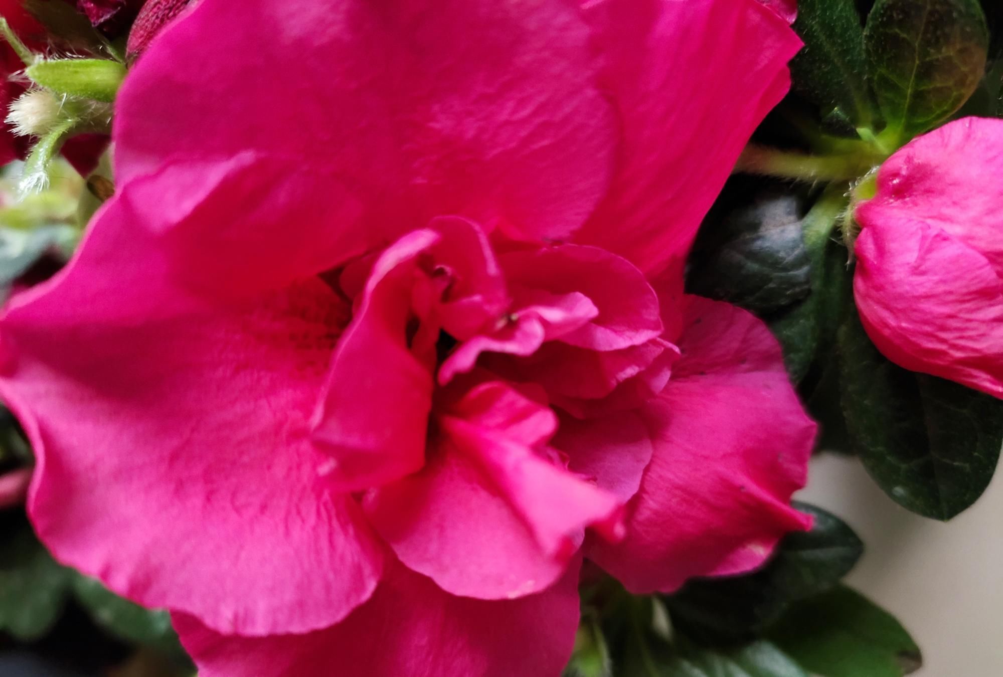 做好|刚买的杜鹃花,做好这几步,很容易养好,花期还特别长