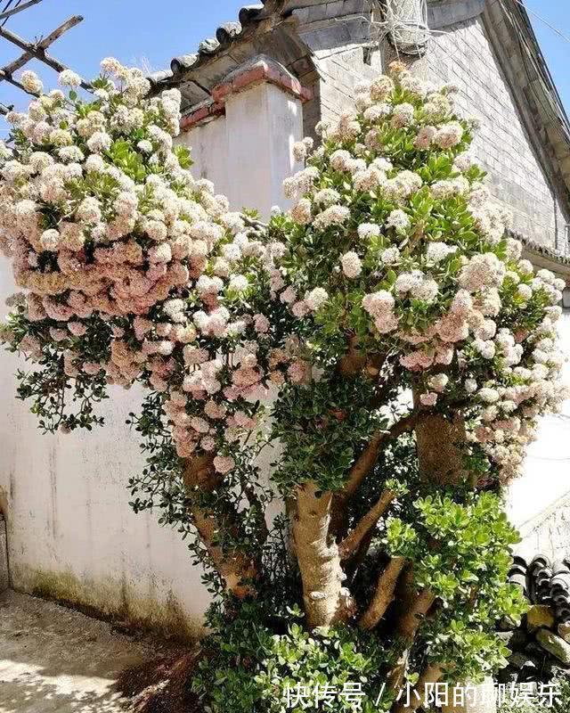 “寿命长”的11种花，好养寓意好，越养越值钱