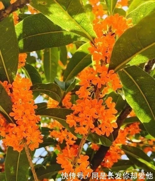 桂花结果子，“活久见”，邻居家养的桂花，结了很多小绿果子