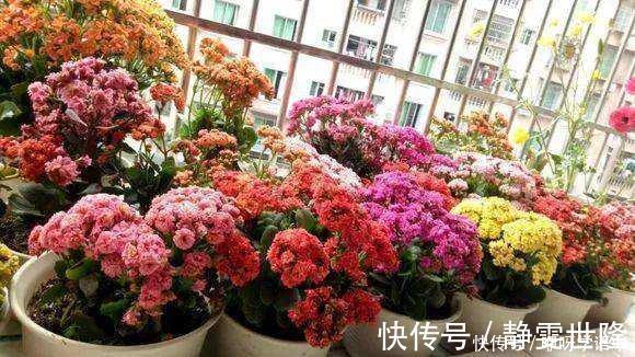 矮牵牛|3种“掐头花”,娇生惯养不成器,天天修理它,月月爆花球