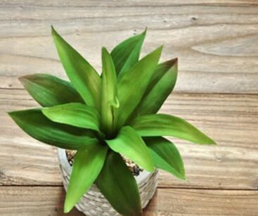 疏松|“万能水”浇花,盆土疏松不板结,10年不用换盆也能疯长