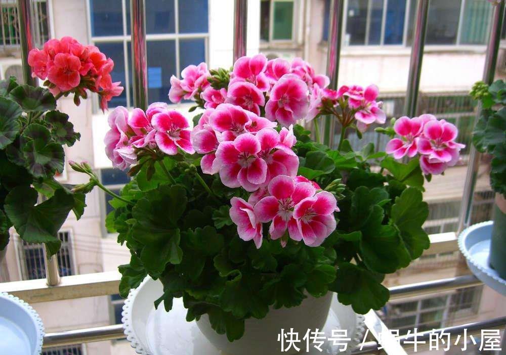 休眠|8种“漂亮花”,就怕暴雨天,淋雨就烂,赶紧搬到屋里去