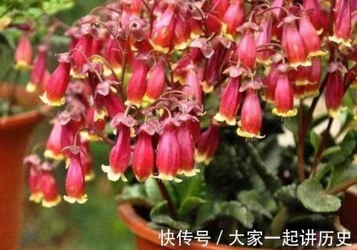 4种花适合新手养,不用费心,家里养两盆,旺财又旺宅