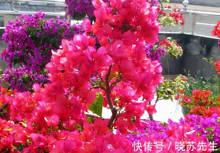 3种花很怕冷，赶紧搬室内，这样才能顺利过冬