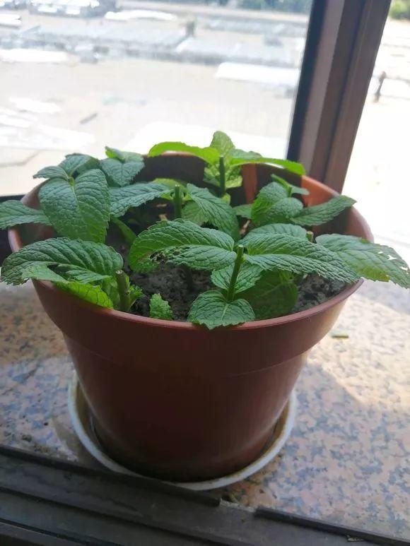 长势超快的9种花,5天爆盆,7天开花,超有成就感!