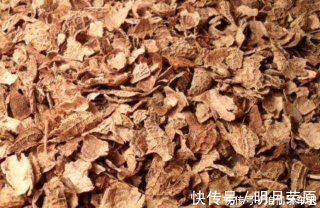 家家|这些食物,每个月给君子兰“喂”一点,叶片绿,根系壮!